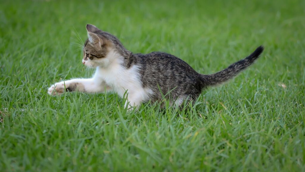 five-best-foods-to-feed-cats-with-allergies-hypoallergenic-cat-food